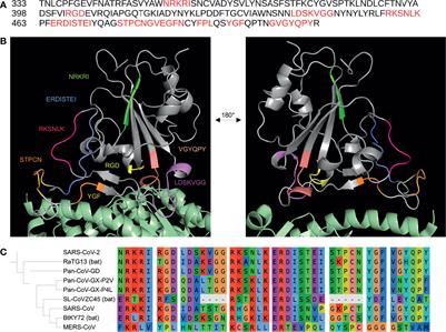 Can the SARS-CoV-2 Spike Protein Bind Integrins Independent of the RGD Sequence?